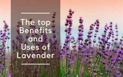 What Are the Top 8 Benefits and Uses of Lavender ?