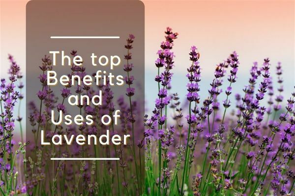 Top Benefits Uses of Lavender