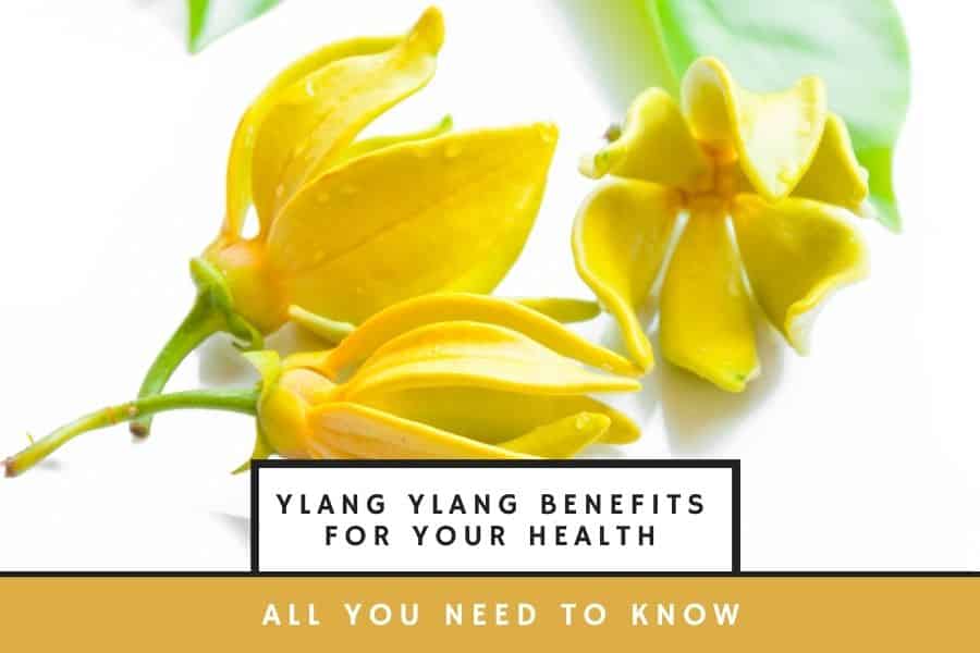 Ylang Ylang Benefits For Your Health – All You Need To Know
