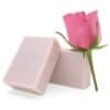 Wild Rose ingredients